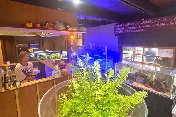 「無一文の大学生が町家を水族館に!? 福井･小浜の珍しい水族館、世界に一つだけの塗り箸制作体験、鯖街道の御食国など 小浜観光レポ 第2弾」の画像