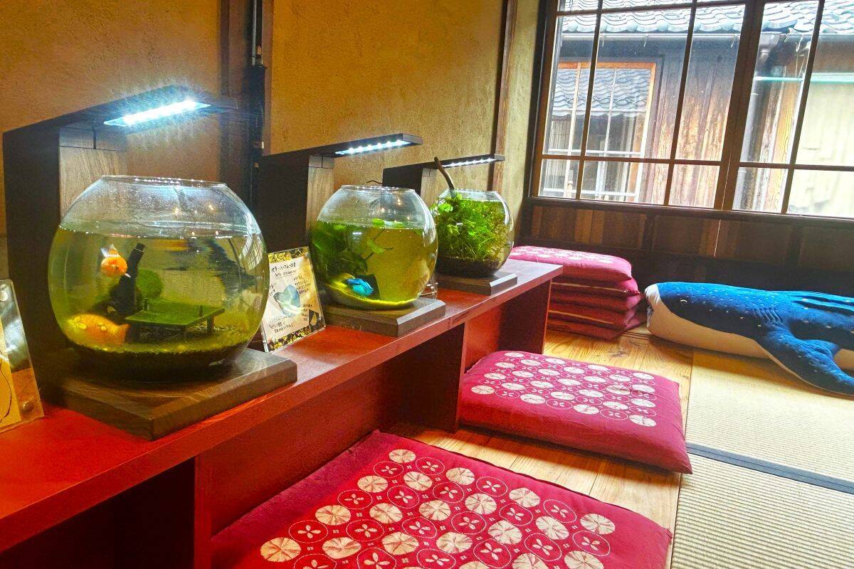 無一文の大学生が町家を水族館に!? 福井･小浜の珍しい水族館、世界に一つだけの塗り箸制作体験、鯖街道の御食国など 小浜観光レポ 第2弾