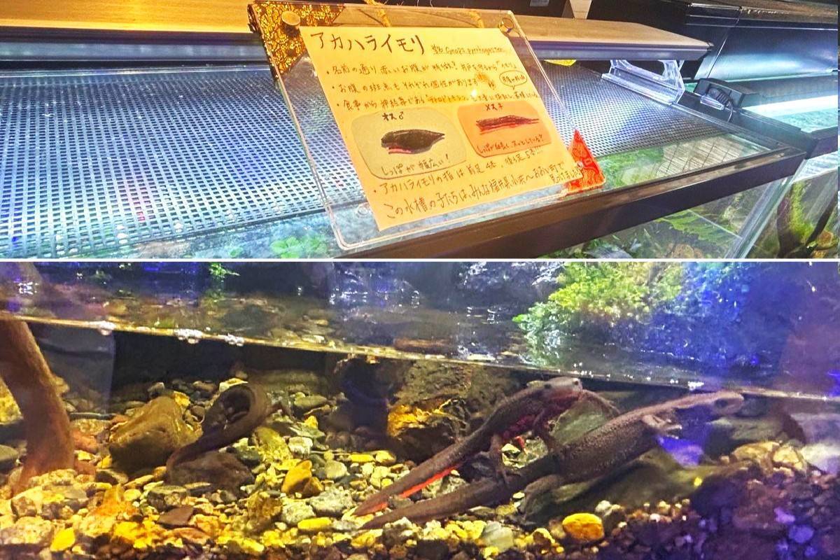 無一文の大学生が町家を水族館に!? 福井･小浜の珍しい水族館、世界に一つだけの塗り箸制作体験、鯖街道の御食国など 小浜観光レポ 第2弾