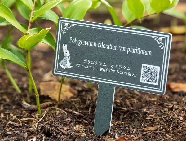 「2026年「ピーターラビット(TM) イングリッシュガーデン」開園！ 3,000球超の新種が加わった絶景の英国庭園と限定グッズに注目」の画像