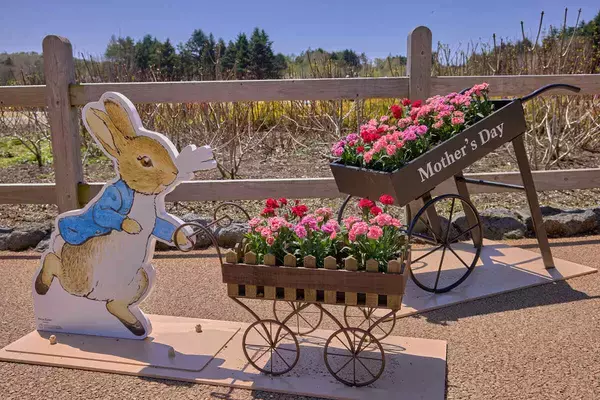 「2026年「ピーターラビット(TM) イングリッシュガーデン」開園！ 3,000球超の新種が加わった絶景の英国庭園と限定グッズに注目」の画像