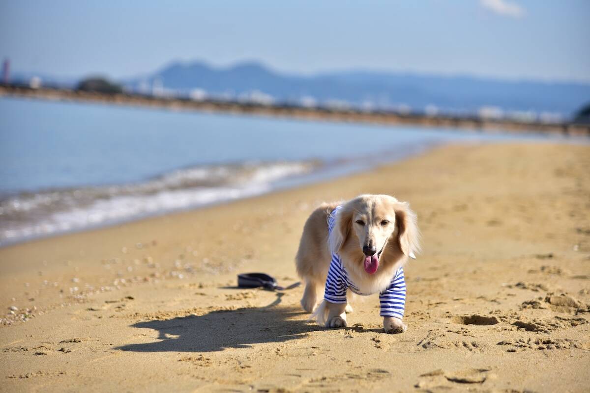 愛犬と電車旅！近鉄の観光列車「つどい」で行く「わんわん列車」第5弾！海辺のBBQも楽しめる日帰りツアー
