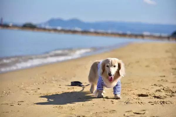 「愛犬と電車旅！近鉄の観光列車「つどい」で行く「わんわん列車」第5弾！海辺のBBQも楽しめる日帰りツアー」の画像