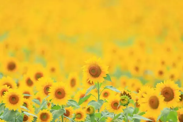 「【岐阜・飛騨高山】夏の家族旅行に！ゲレンデ一面に20万本のひまわりが咲き誇る「アルコピアひまわり園」開園」の画像