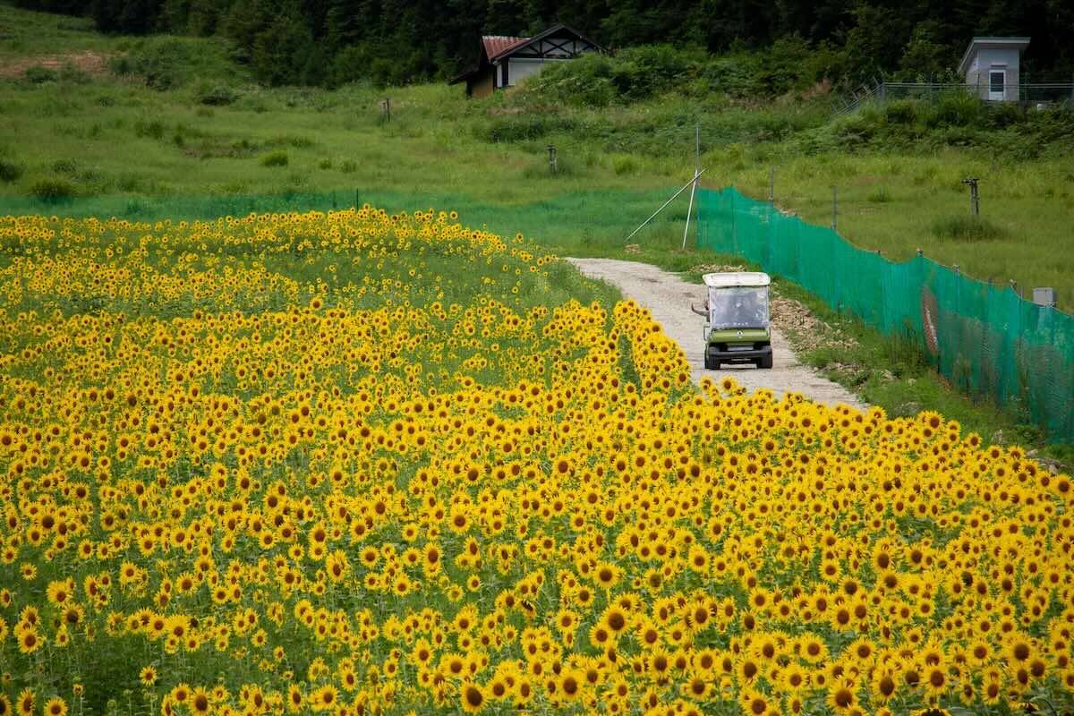 【岐阜・飛騨高山】夏の家族旅行に！ゲレンデ一面に20万本のひまわりが咲き誇る「アルコピアひまわり園」開園