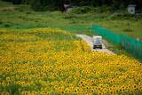 「【岐阜・飛騨高山】夏の家族旅行に！ゲレンデ一面に20万本のひまわりが咲き誇る「アルコピアひまわり園」開園」の画像3