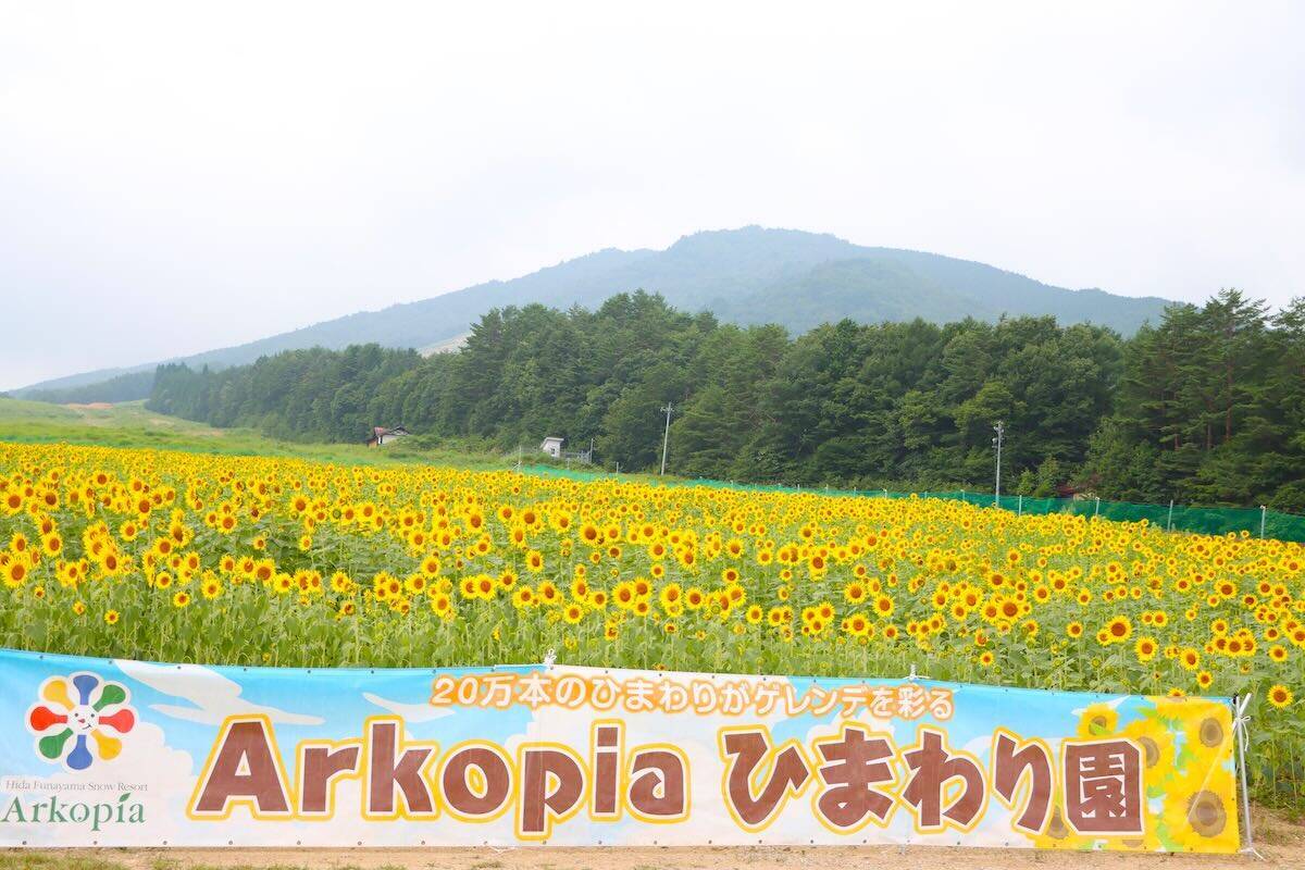 【岐阜・飛騨高山】夏の家族旅行に！ゲレンデ一面に20万本のひまわりが咲き誇る「アルコピアひまわり園」開園