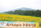 「【岐阜・飛騨高山】夏の家族旅行に！ゲレンデ一面に20万本のひまわりが咲き誇る「アルコピアひまわり園」開園」の画像4