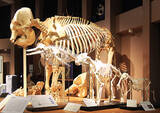 「国内唯一ここ麻布大学「いのちの博物館」だけ！ 本物の動物骨格標本で「マジか！」連発、いまこそ神秘の世界へ！」の画像1