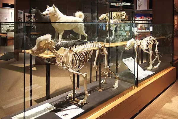 「国内唯一ここ麻布大学「いのちの博物館」だけ！ 本物の動物骨格標本で「マジか！」連発、いまこそ神秘の世界へ！」の画像