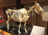 「国内唯一ここ麻布大学「いのちの博物館」だけ！ 本物の動物骨格標本で「マジか！」連発、いまこそ神秘の世界へ！」の画像3