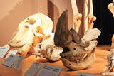 「国内唯一ここ麻布大学「いのちの博物館」だけ！ 本物の動物骨格標本で「マジか！」連発、いまこそ神秘の世界へ！」の画像5