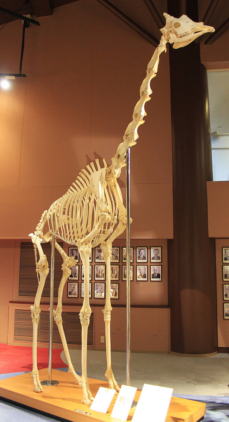 国内唯一ここ麻布大学「いのちの博物館」だけ！ 本物の動物骨格標本で「マジか！」連発、いまこそ神秘の世界へ！