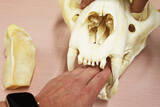 「国内唯一ここ麻布大学「いのちの博物館」だけ！ 本物の動物骨格標本で「マジか！」連発、いまこそ神秘の世界へ！」の画像9