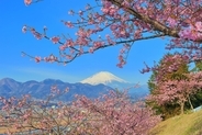 富士山×河津桜×菜の花の絶景「まつだ桜まつり」2026開催！ミニSLなど見どころとアクセス情報まとめ（神奈川県松田町）