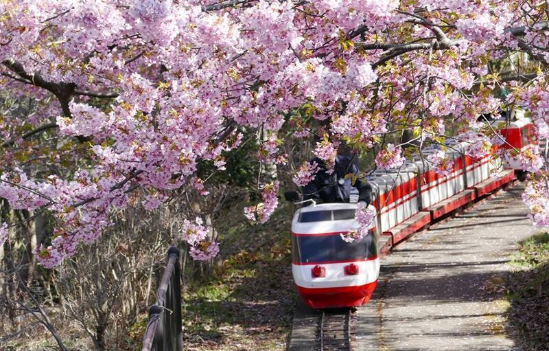 富士山×河津桜×菜の花の絶景「まつだ桜まつり」2026開催！ミニSLなど見どころとアクセス情報まとめ（神奈川県松田町）