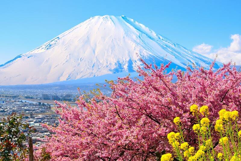 富士山×河津桜×菜の花の絶景「まつだ桜まつり」2026開催！ミニSLなど見どころとアクセス情報まとめ（神奈川県松田町）