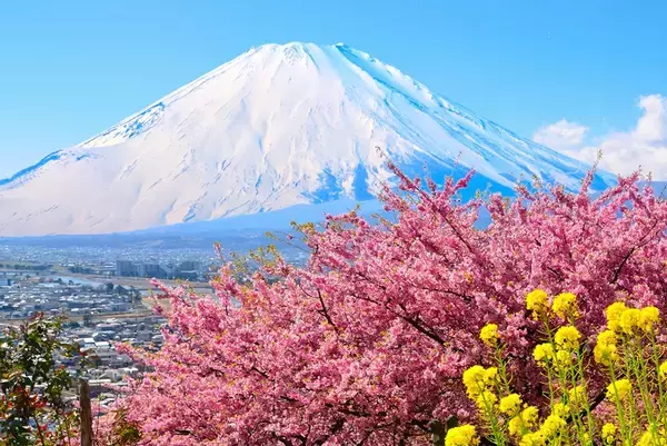 「富士山×河津桜×菜の花の絶景「まつだ桜まつり」2026開催！ミニSLなど見どころとアクセス情報まとめ（神奈川県松田町）」の画像