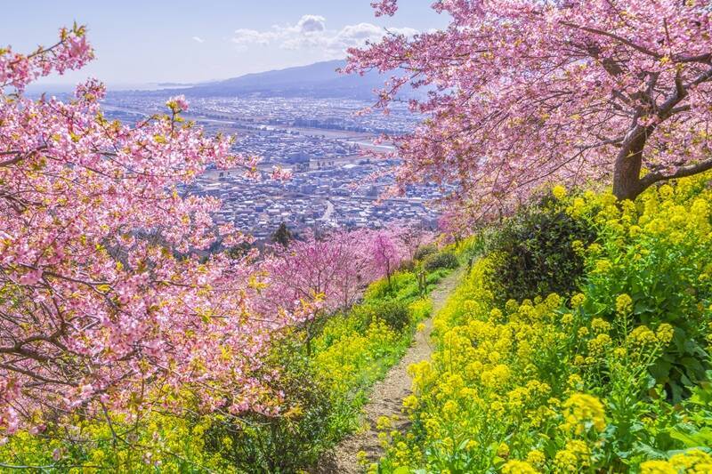 富士山×河津桜×菜の花の絶景「まつだ桜まつり」2026開催！ミニSLなど見どころとアクセス情報まとめ（神奈川県松田町）
