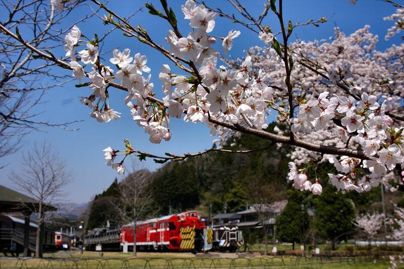 2026年春の青春18きっぷ！ねらい目は「3日間1万円」!? 旅行のプロが考える新ルール対応の京都･群馬お花見モデルコースも紹介