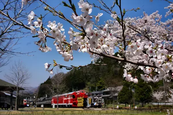 「2026年春の青春18きっぷ！ねらい目は「3日間1万円」!? 旅行のプロが考える新ルール対応の京都･群馬お花見モデルコースも紹介」の画像