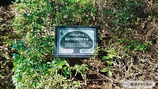 「素晴らしい建造物がならんでいました【駅ぶら】06京王電鉄　京王線148」の画像