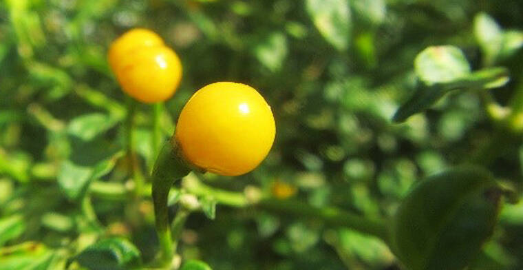 三田製麺所 夏の新作「黄金灼熱つけ麺」が超絶ヤバいのに大汗かいて旨い！ 激辛マニアの激戦舞台最前線はいまここ