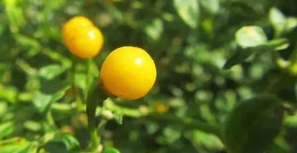 「三田製麺所 夏の新作「黄金灼熱つけ麺」が超絶ヤバいのに大汗かいて旨い！ 激辛マニアの激戦舞台最前線はいまここ」の画像