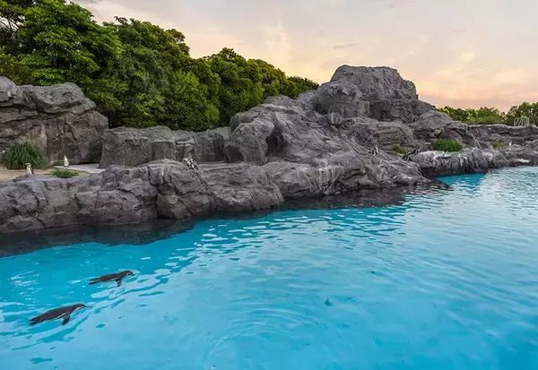 「夕暮れのペンギンと会おう！葛西臨海水族園が夜8時まで延長、8/8～11は夏の夜間イベント「水族園で夕涼み」を開催」の画像