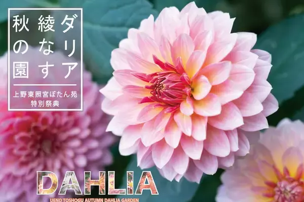 【2026秋】咲き誇る色とりどりのダリアにうっとり…駅から徒歩5分、上野東照宮ぼたん苑で特別祭典「ダリア綾なす秋の園」開催！【9/19～11/3】