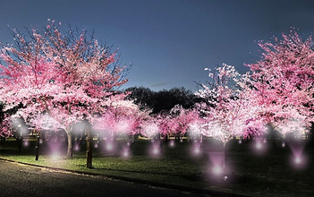 東京 桜と花の名所 浮間 小金井 舎人の都立公園で「花と光のムーブメント」開催中！ 昼は色とりどりの花を愛で、夜はライトアップで幻想的風景に没入！