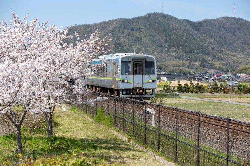桜色の電車で行きたい、岡山屈指のお花見スポット5選と「扇形機関庫」を巡る春の鉄道旅、2026岡山の桜は3/27前後の開花予想！