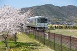 「桜色の電車で行きたい、岡山屈指のお花見スポット5選と「扇形機関庫」を巡る春の鉄道旅、2026岡山の桜は3/27前後の開花予想！」の画像10