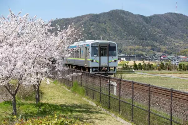 「桜色の電車で行きたい、岡山屈指のお花見スポット5選と「扇形機関庫」を巡る春の鉄道旅、2026岡山の桜は3/27前後の開花予想！」の画像