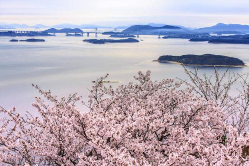 桜色の電車で行きたい、岡山屈指のお花見スポット5選と「扇形機関庫」を巡る春の鉄道旅、2026岡山の桜は3/27前後の開花予想！