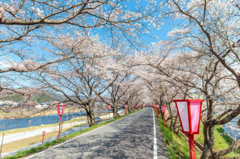 桜色の電車で行きたい、岡山屈指のお花見スポット5選と「扇形機関庫」を巡る春の鉄道旅、2026岡山の桜は3/27前後の開花予想！