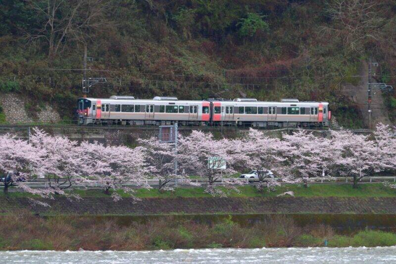 桜色の電車で行きたい、岡山屈指のお花見スポット5選と「扇形機関庫」を巡る春の鉄道旅、2026岡山の桜は3/27前後の開花予想！