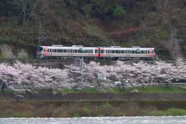「桜色の電車で行きたい、岡山屈指のお花見スポット5選と「扇形機関庫」を巡る春の鉄道旅、2026岡山の桜は3/27前後の開花予想！」の画像