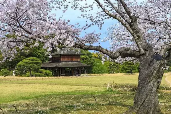 「桜色の電車で行きたい、岡山屈指のお花見スポット5選と「扇形機関庫」を巡る春の鉄道旅、2026岡山の桜は3/27前後の開花予想！」の画像