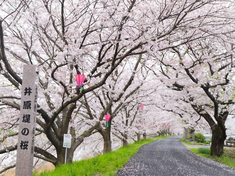 桜色の電車で行きたい、岡山屈指のお花見スポット5選と「扇形機関庫」を巡る春の鉄道旅、2026岡山の桜は3/27前後の開花予想！