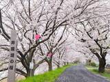「桜色の電車で行きたい、岡山屈指のお花見スポット5選と「扇形機関庫」を巡る春の鉄道旅、2026岡山の桜は3/27前後の開花予想！」の画像8