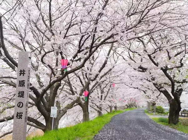 「桜色の電車で行きたい、岡山屈指のお花見スポット5選と「扇形機関庫」を巡る春の鉄道旅、2026岡山の桜は3/27前後の開花予想！」の画像