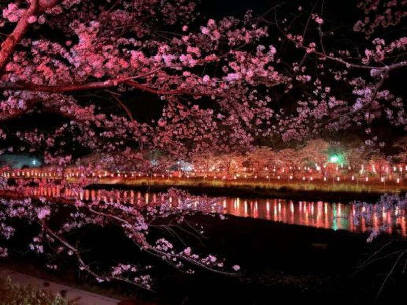 桜色の電車で行きたい、岡山屈指のお花見スポット5選と「扇形機関庫」を巡る春の鉄道旅、2026岡山の桜は3/27前後の開花予想！