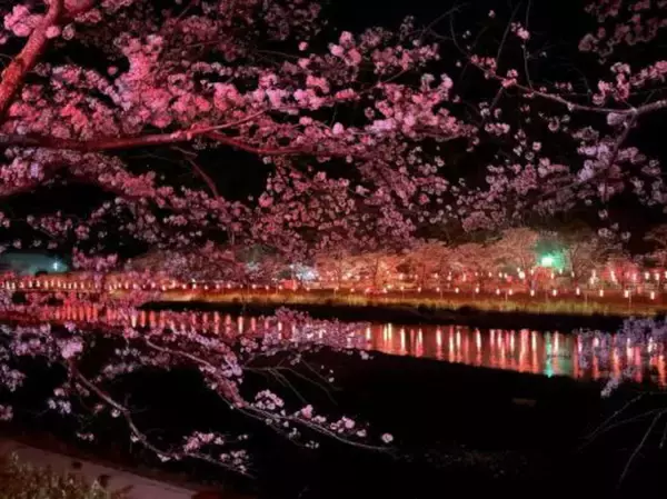 「桜色の電車で行きたい、岡山屈指のお花見スポット5選と「扇形機関庫」を巡る春の鉄道旅、2026岡山の桜は3/27前後の開花予想！」の画像