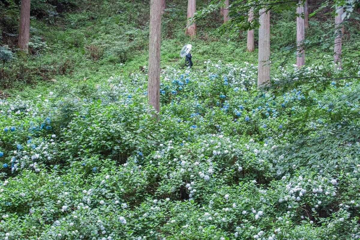 2026年は秋川渓谷あじさいまつりへ！ 南沢あじさい山と東京サマーランド、2大スポットの3万株が咲き誇る絶景＆アクセス完全ガイド