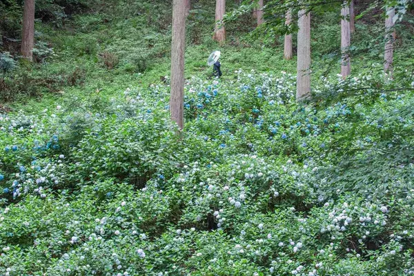 「2026年は秋川渓谷あじさいまつりへ！ 南沢あじさい山と東京サマーランド、2大スポットの3万株が咲き誇る絶景＆アクセス完全ガイド」の画像