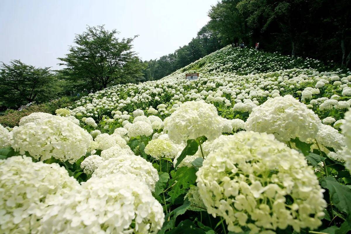 2026年は秋川渓谷あじさいまつりへ！ 南沢あじさい山と東京サマーランド、2大スポットの3万株が咲き誇る絶景＆アクセス完全ガイド