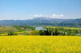 「都心から新幹線で1時間40分！長野県 飯山･千曲川の菜の花に癒やされる春の旅、5/3〜5は「菜の花まつり」開催、カヌー体験や温泉も」の画像1