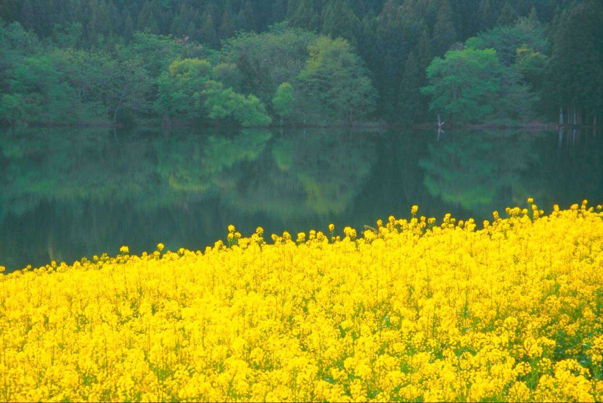 都心から新幹線で1時間40分！長野県 飯山･千曲川の菜の花に癒やされる春の旅、5/3〜5は「菜の花まつり」開催、カヌー体験や温泉も
