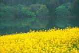 「都心から新幹線で1時間40分！長野県 飯山･千曲川の菜の花に癒やされる春の旅、5/3〜5は「菜の花まつり」開催、カヌー体験や温泉も」の画像3